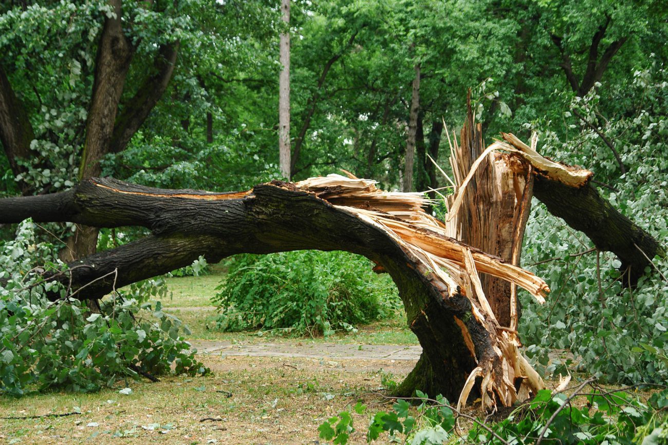 gale-force-winds gale-force-winds