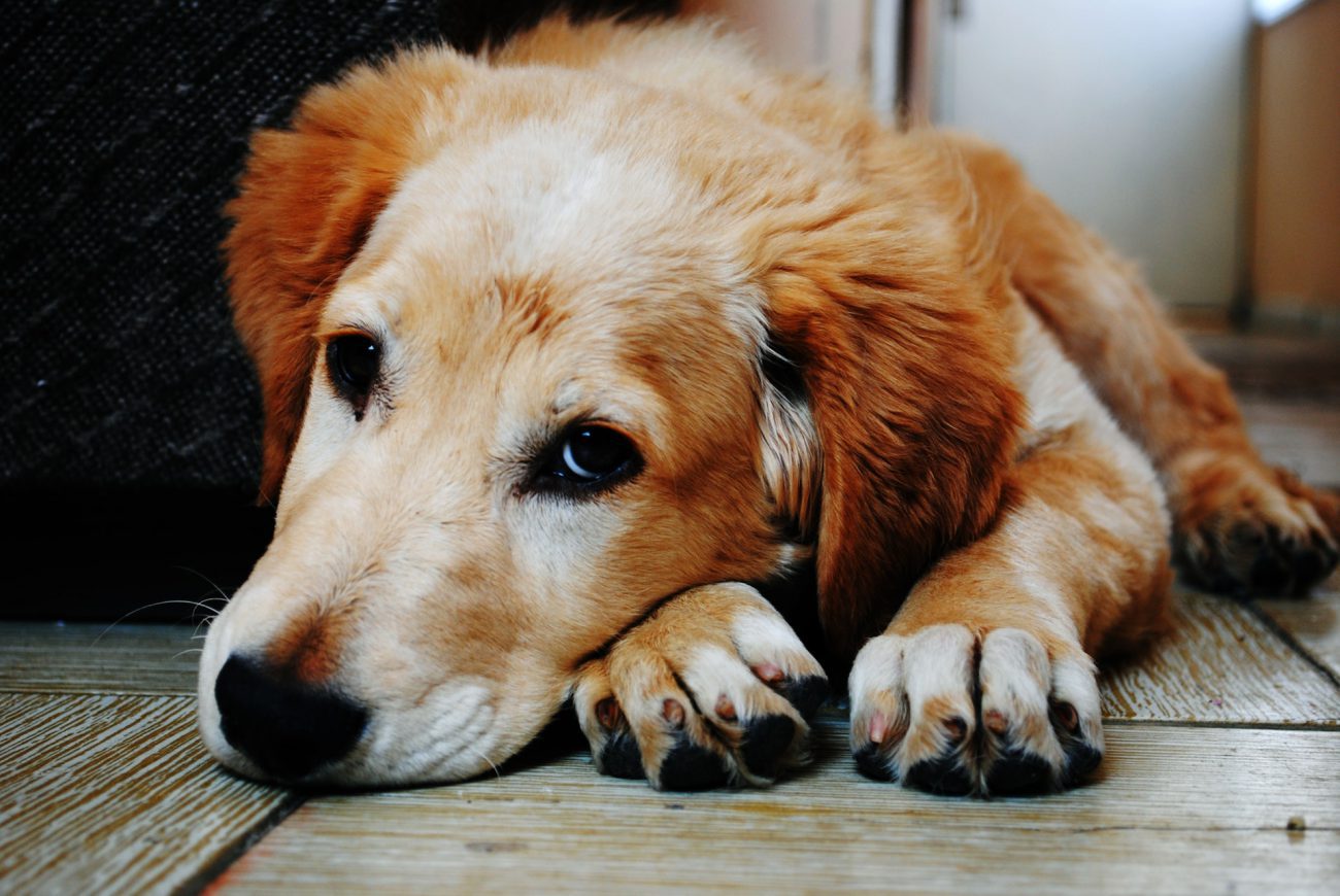 Am I Insured if my Dog Bites Somebody? Am I Insured if my Dog Bites Somebody?