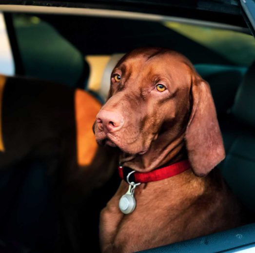 Traveling With Your Furry Friend Has Never Been Simpler
